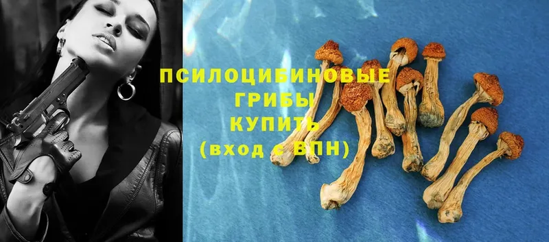 Галлюциногенные грибы Psilocybe  Калининец 